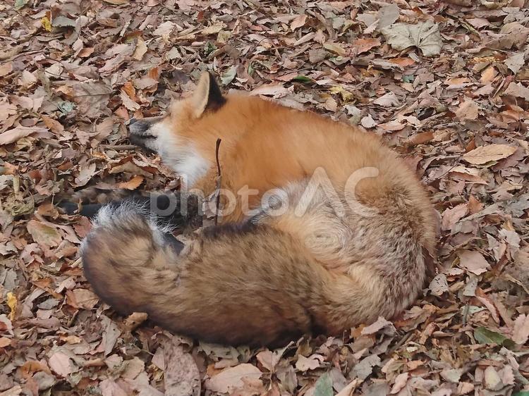 落ち葉の上で丸くなり眠るキツネ キツネ,狐,foxの写真素材