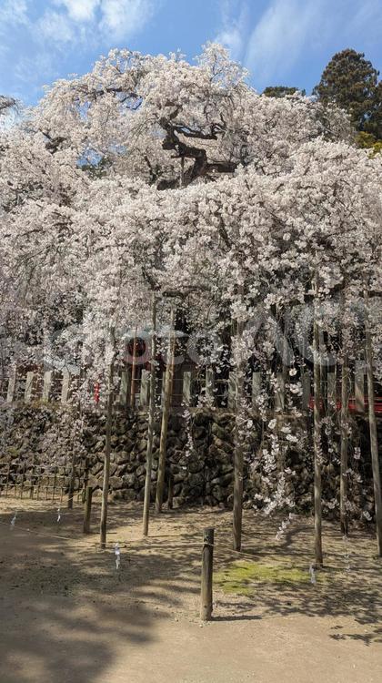 シダレザクラ シダレザクラ,桜,花見の写真素材