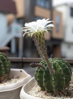 サボテンの花 サボテンの花の写真