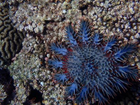 オニヒトデ オニヒトデ 生き物,海,沖縄の写真素材