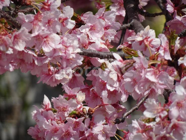 小さな公園の桜-81 公園,小さい,桜の写真素材