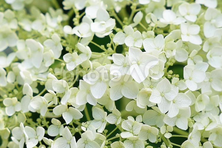 晴れている日　美しい紫陽花 紫陽花,花,梅雨の写真素材