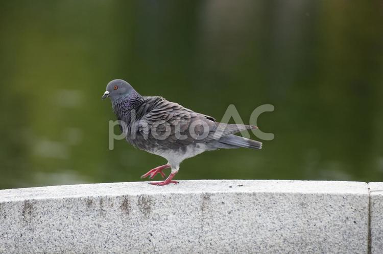 ハト（鳩） ハト,鳩,はとの写真素材