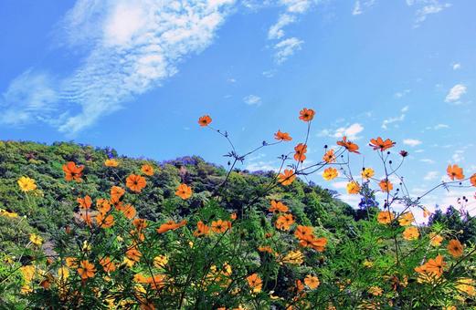 秋の風景/オレンジの秋桜と秋空 秋の風景/オレンジの秋桜と秋空の写真