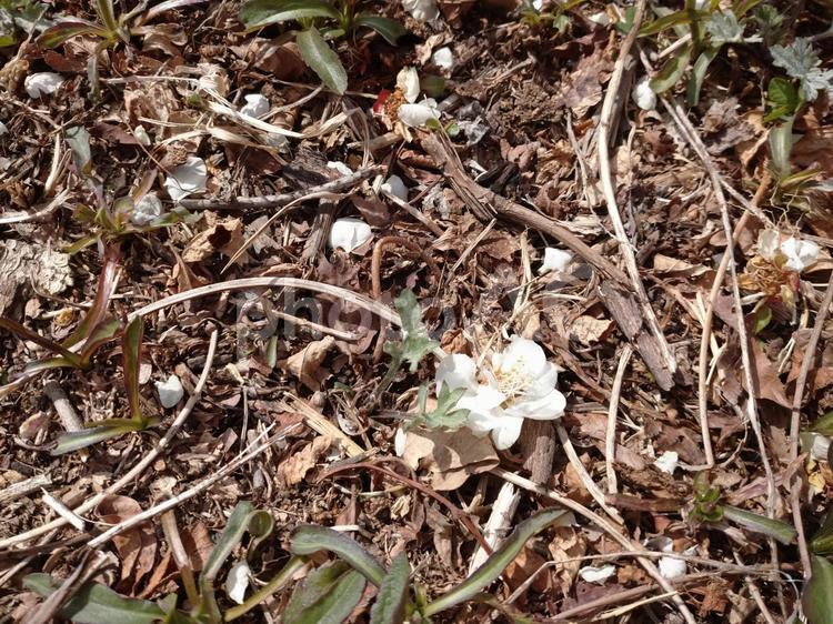 地面に落ちた梅の花がら 梅,白梅,花びらの写真素材