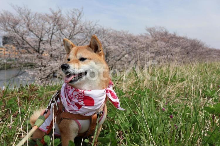 桜と飼い犬 桜,犬,豆柴の写真素材