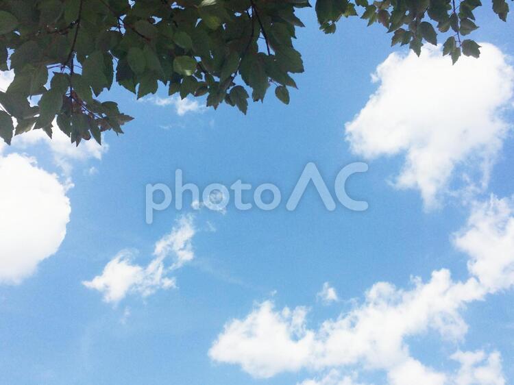 青空と雲と木 blue,エコ,グラデーションの写真素材