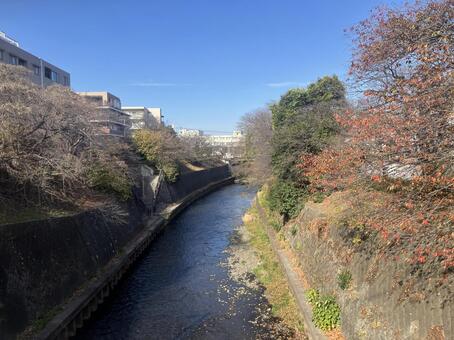 藤沢市引地川風景 引地川,川,秋の写真素材