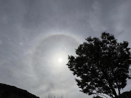 木々と太陽のハロ 木々と太陽のハロ 太陽,木,ハロの写真素材