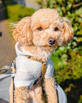 ペットカートに乗るトイプードル 犬,カート,ペットカートの写真素材