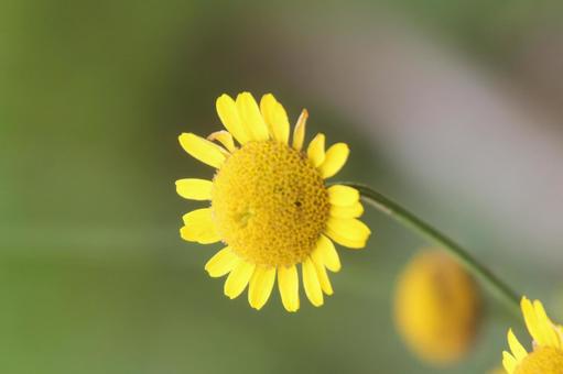 カモミール・カミツレ カモミール・カミツレ 草花,マクロ,春の写真素材