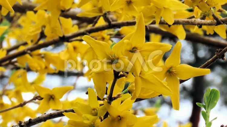 春に黄色い花を咲かせるレンギョウ レンギョウ,春,花の写真素材