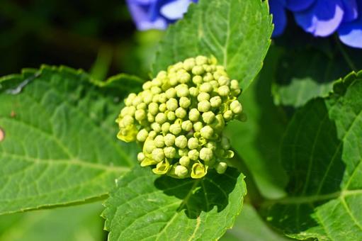 紫陽花のつぼみ 紫陽花のつぼみの写真