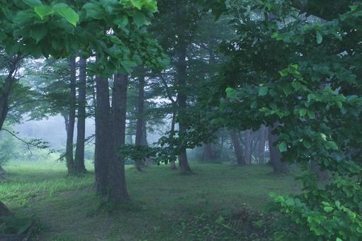 森林 森林の写真
