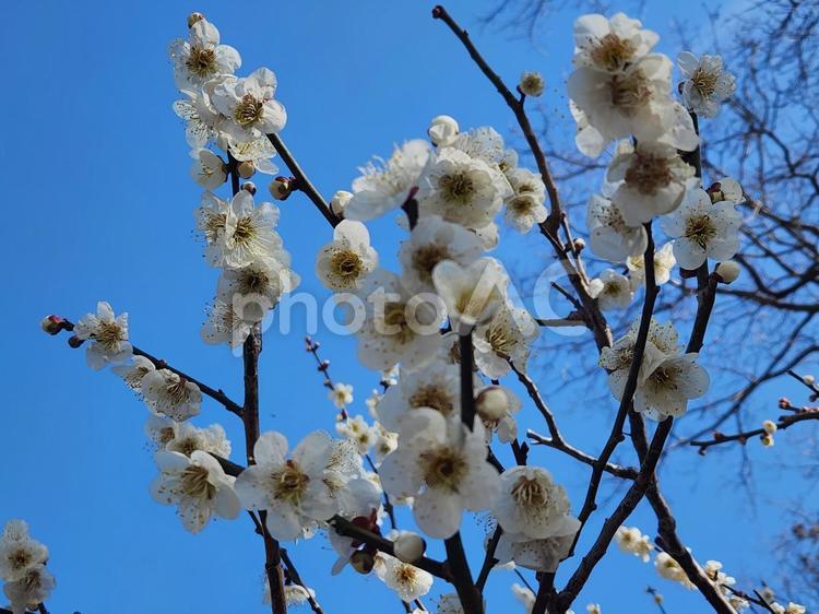 梅が見える空 景色,公園,梅林の写真素材