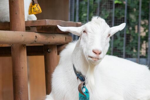 ヤギ ヤギ,動物,動物園の写真素材