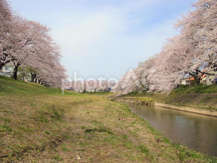 河川敷の桜が 自然,風景,ソメイヨシノの写真素材