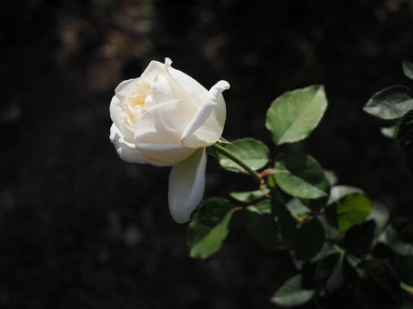 バラ園にて白い薔薇を撮影しました バラ園にて白い薔薇を撮影しましたの写真
