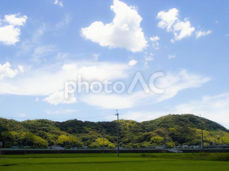 田園風景 田んぼ,稲,雲の写真素材