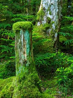 白駒の森 白駒池,カギカモジゴケ,北八ヶ岳の写真素材