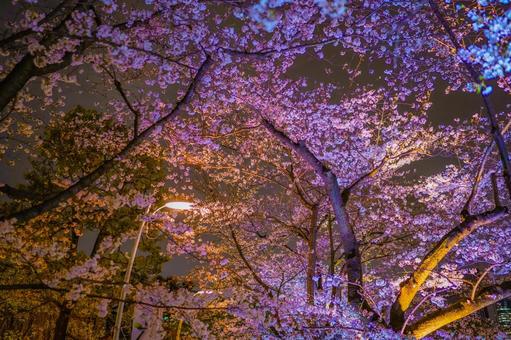 六本木の桜と街灯 桜,夜桜,ライトアップの写真素材