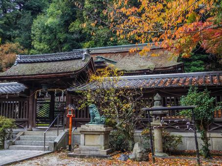 【滋賀県】大津市・長等神社 長等神社,寺社仏閣,大津市の写真素材