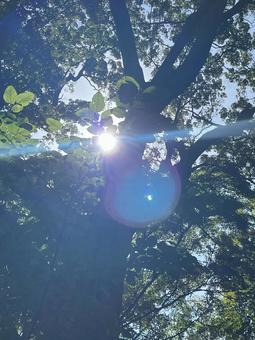 木漏れ日 木漏れ日 日光,木漏れ日,光の写真素材