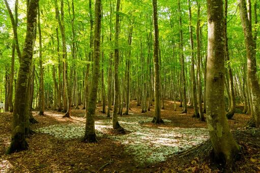 250515十日町市松之山美人林 新潟県,十日町市,松之山の写真素材