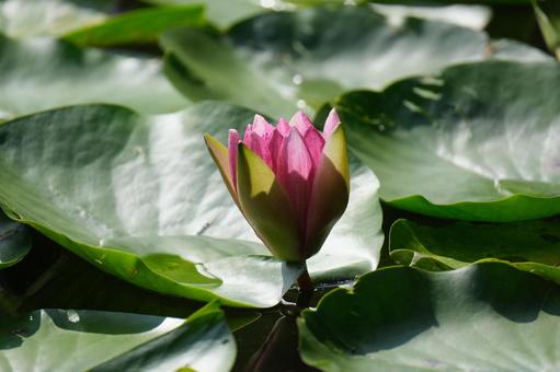 Water Lily, JPG