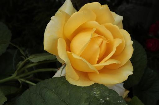 バラ園に咲く黄色い薔薇を撮りました バラ園に咲く黄色い薔薇を撮りましたの写真