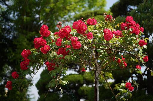 荒牧バラ園379 フロレンティーナ 荒牧バラ園379 フロレンティーナの写真
