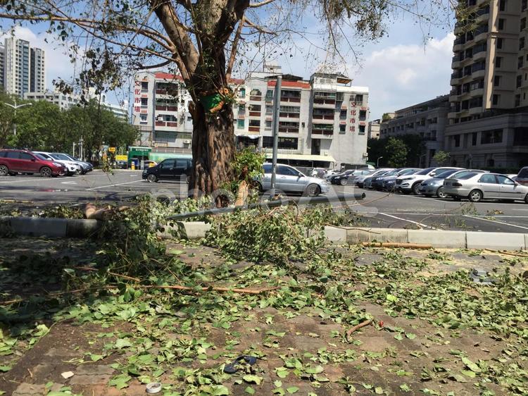 台風のあと 台風,台風一過,災害の写真素材