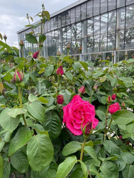 ガラス張り建物の前に咲くピンクのバラ 植物公園,温室,ガラス張りの写真素材
