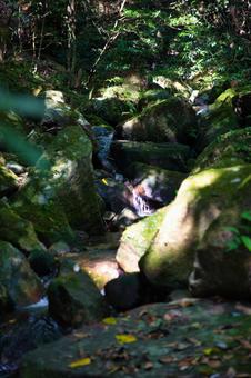苔岩の渓流 苔岩の渓流 木々,見上げる,倒木の写真素材
