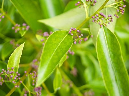 紫色の小さい花の写真