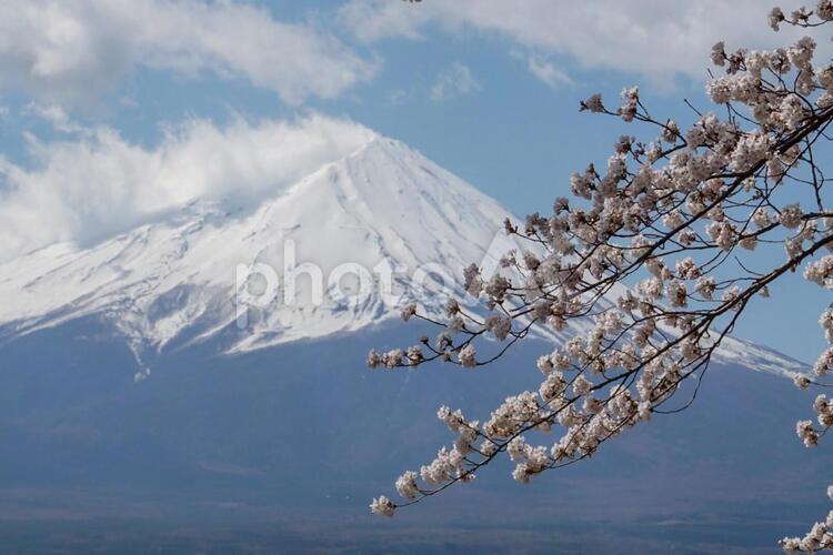 富士山と桜　アップ 富士山,桜,春の写真素材