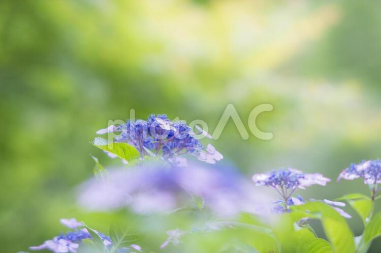 ガクアジサイの背景 紫陽花,あじさい,額の写真素材