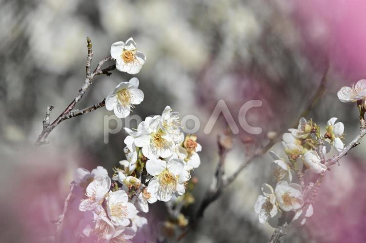 平芝梅林公園の白い梅の花 白梅,梅,花の写真素材