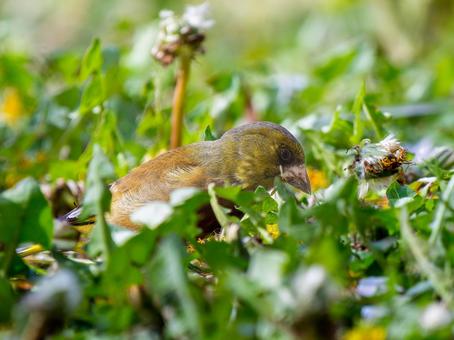 地面を歩くカワラヒワ 地面を歩くカワラヒワの写真