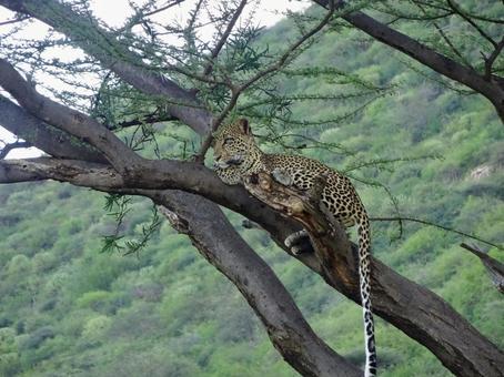 木の上のヒョウ ヒョウ,豹,ジャガーの写真素材