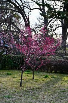 梅の花の写真