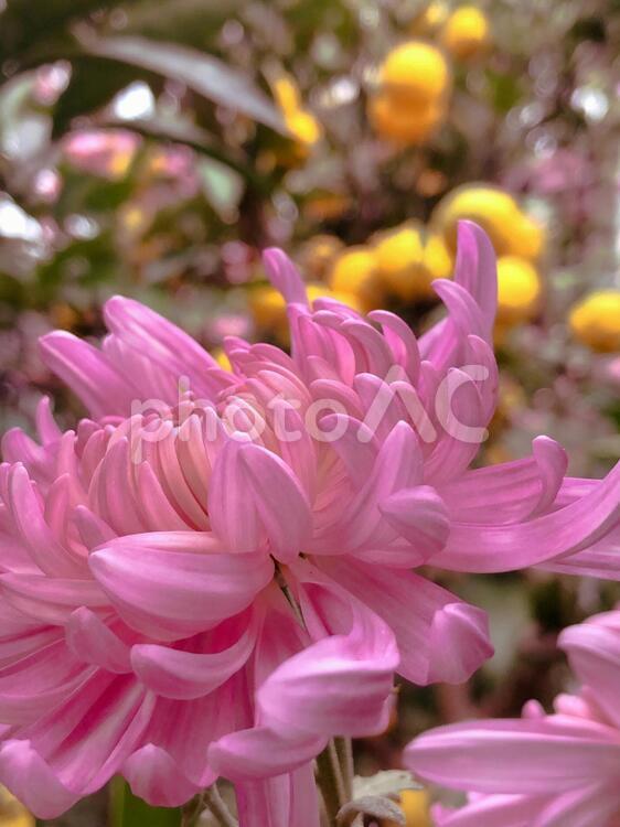 ピンクの菊と柚子のコラボ 菊花,菊,ピンクの写真素材