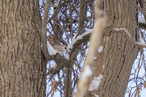 雪の枝をそっと歩くエゾモモンガ エゾモモンガ,モモンガ,北海道の写真素材