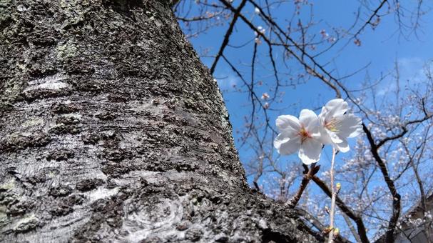 桜 桜の写真