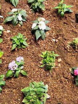 鮮やかな花 鮮やかな花の写真