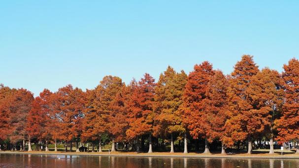 秋の水元公園・煉瓦色の木々＆池（葛飾区） 秋,水元公園,紅葉の写真素材