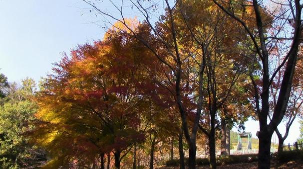 秋のあいかわ公園 秋のあいかわ公園 木,自然,あいかわ公園の写真素材