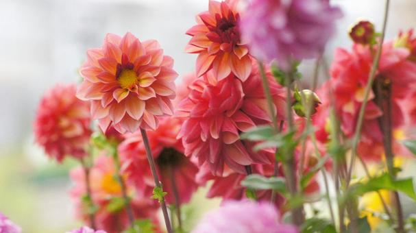 秋のダリア園-857 ダリア,オレンジ色,デコラティブ咲きの写真素材