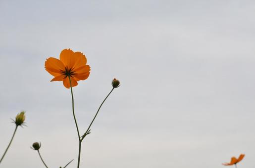 コスモス コスモス コスモス,花,植物の写真素材