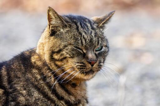 猫(299) 猫,食肉目,ネコ科の写真素材